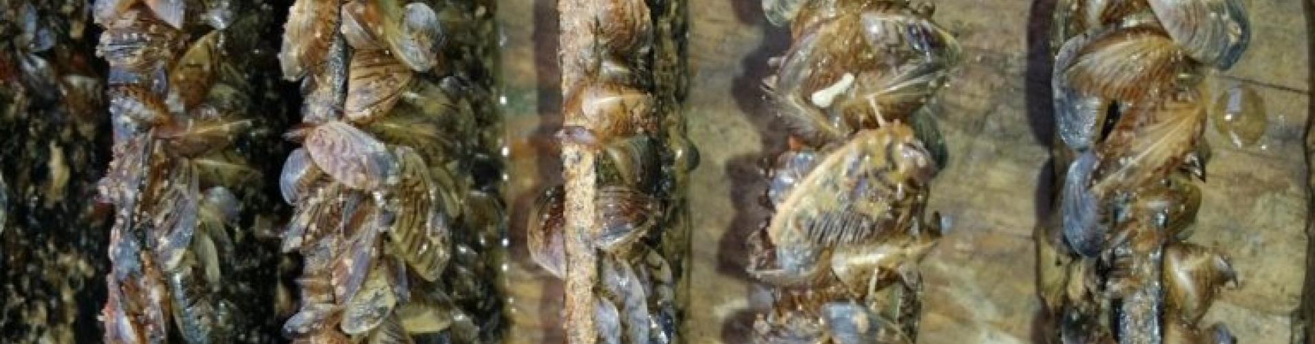 Regulación de la Pesca por Especie Invasora