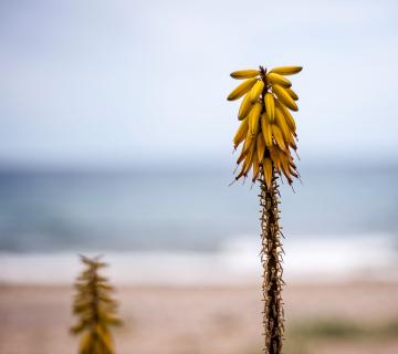 PLAYA POZO DEL ESPARTO